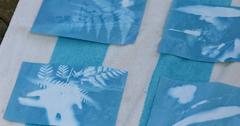 Sun prints at the Myriad Botanical Gardens