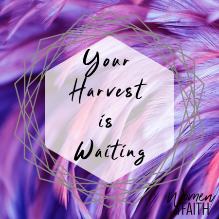 Your Harvest is Waiting